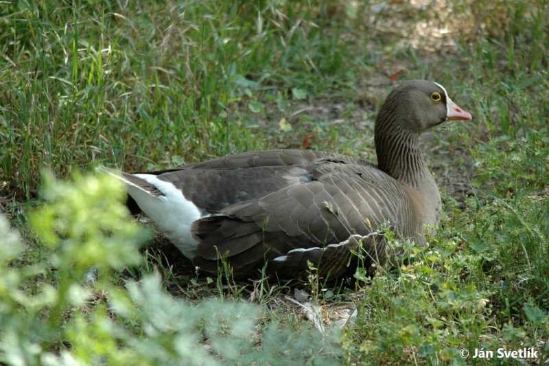 Picture of the Lesser White-fronted Goose - Anser erythropus sitting in the grass