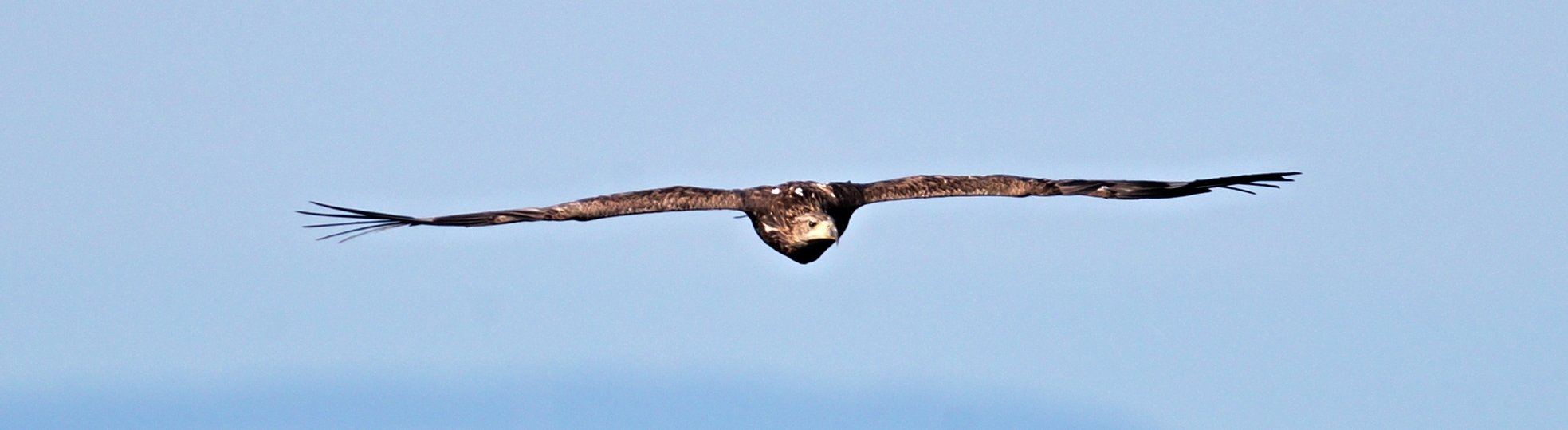 image of the flying bird - Imperial Eagle  