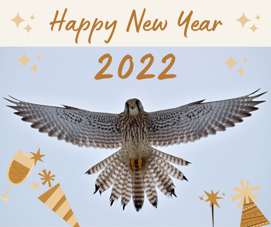 Happy New Year 2022 - picture with Common Kestrel