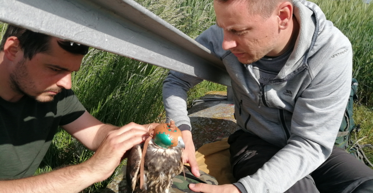 FIRST SAKER FALCONS WERE TAGGED WITH SATELLITE TRANSMITTERS