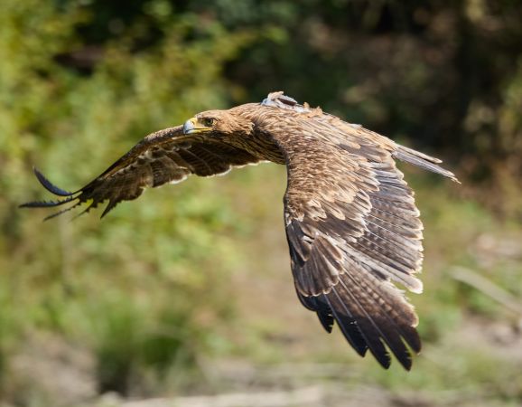 IMPERIAL EAGLES FROM SLOVAKIA STAY WITH NEIGHBOURS