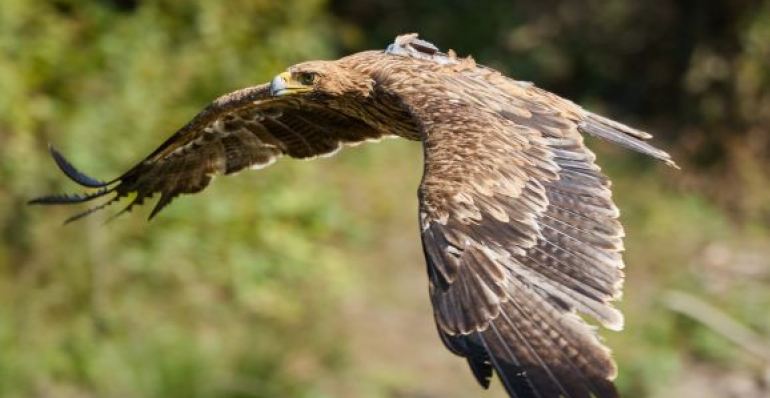 IMPERIAL EAGLES FROM SLOVAKIA STAY WITH NEIGHBOURS