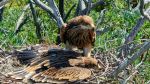 Imperial_Eagles_on_the_nest_Marton_Horvath