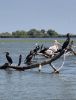 danube_delta_meeting_june_2025_lucia_deutschova05
