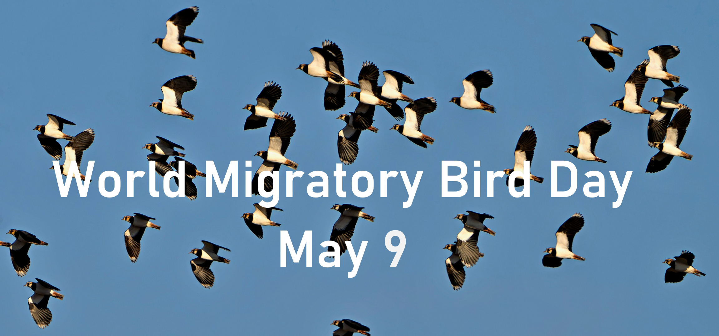 WORLD MIGRATORY BIRD DAY CELEBRATED WITH SAFER POWER LINES ALONG THE DANUBE RIVER