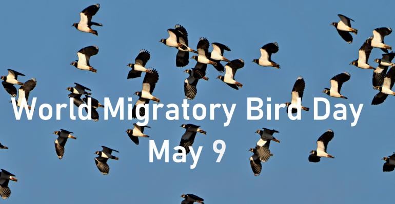 WORLD MIGRATORY BIRD DAY CELEBRATED WITH SAFER POWER LINES ALONG THE DANUBE RIVER