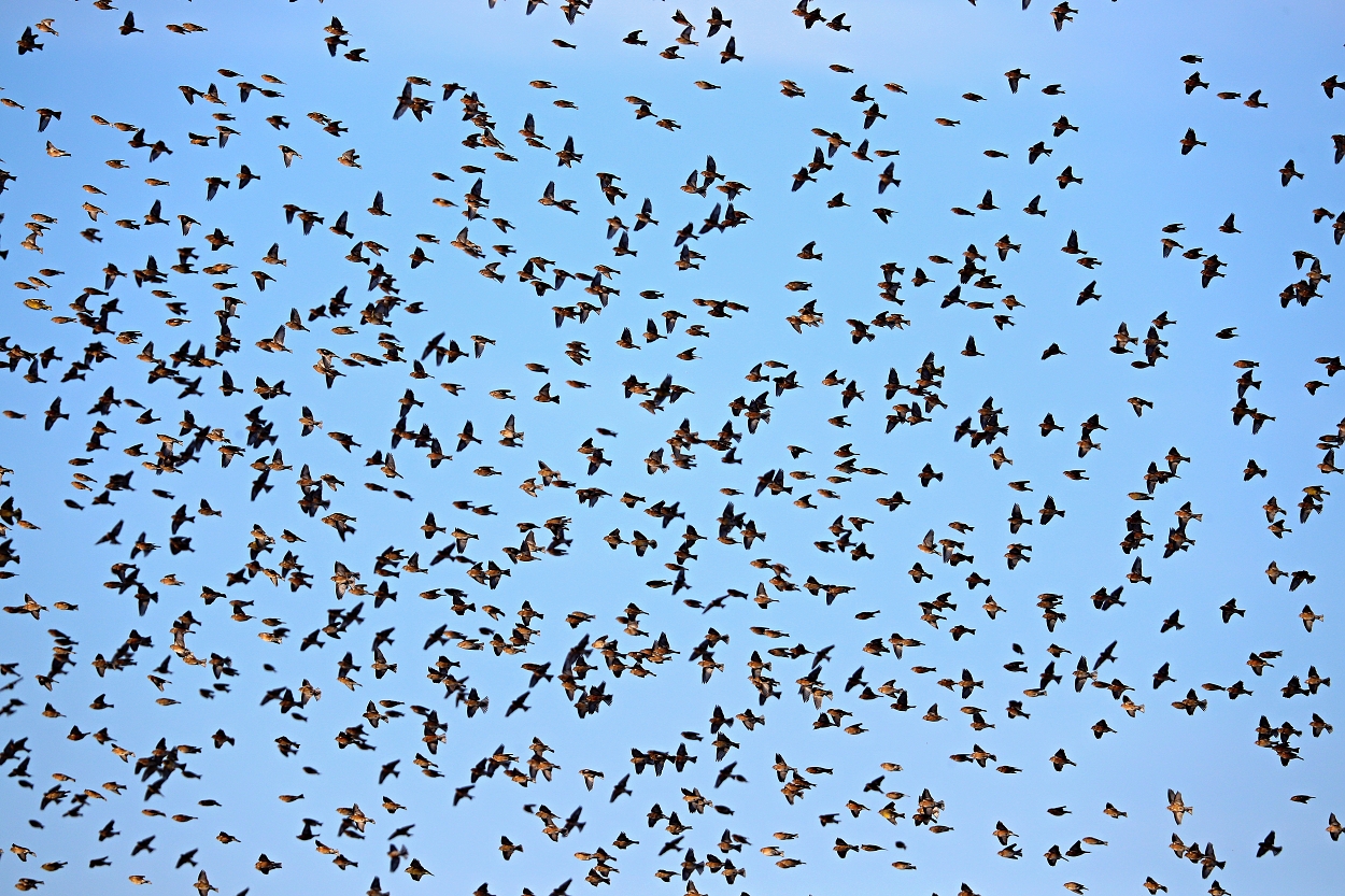 Migration birds flying