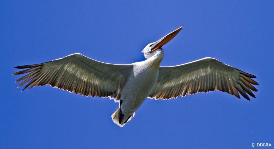 Image of the flying wide-wings Dalmatian Pelican with the bright blue sky in the background