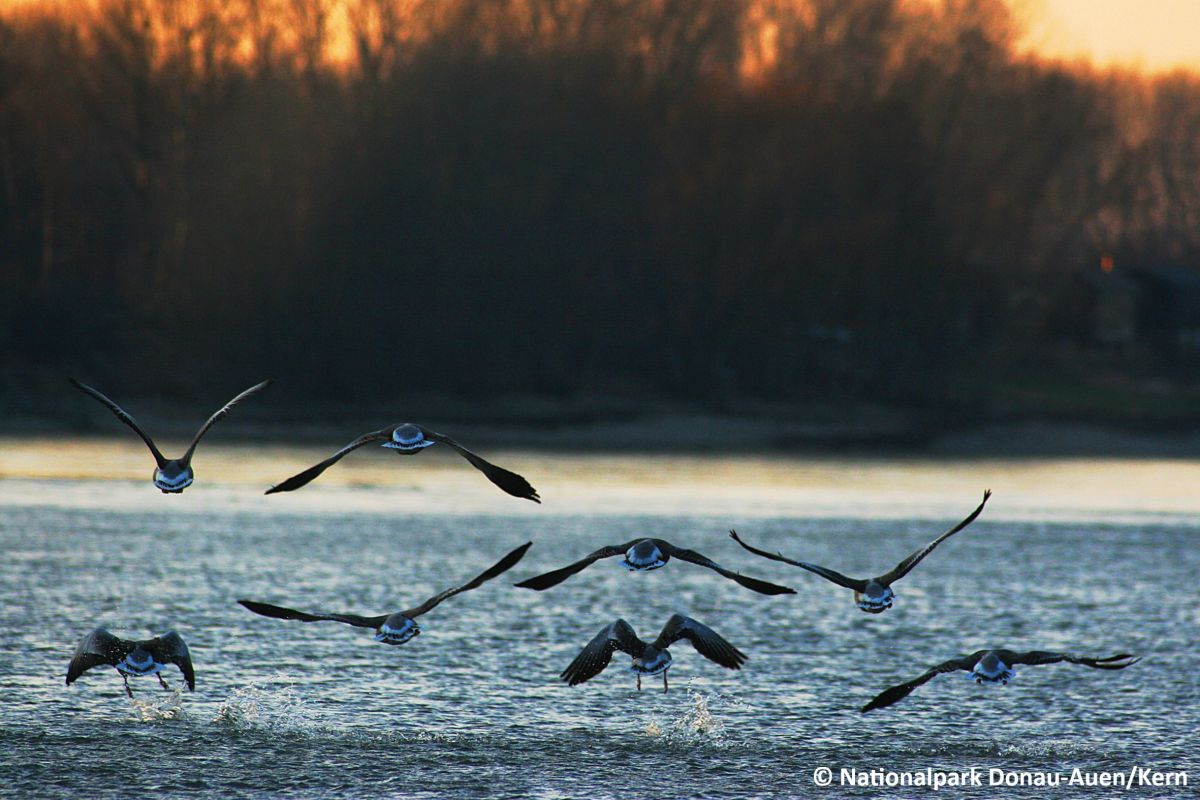 Flying birds over the Danube