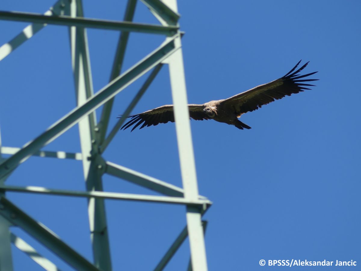 Bird flying near the power lines contruction