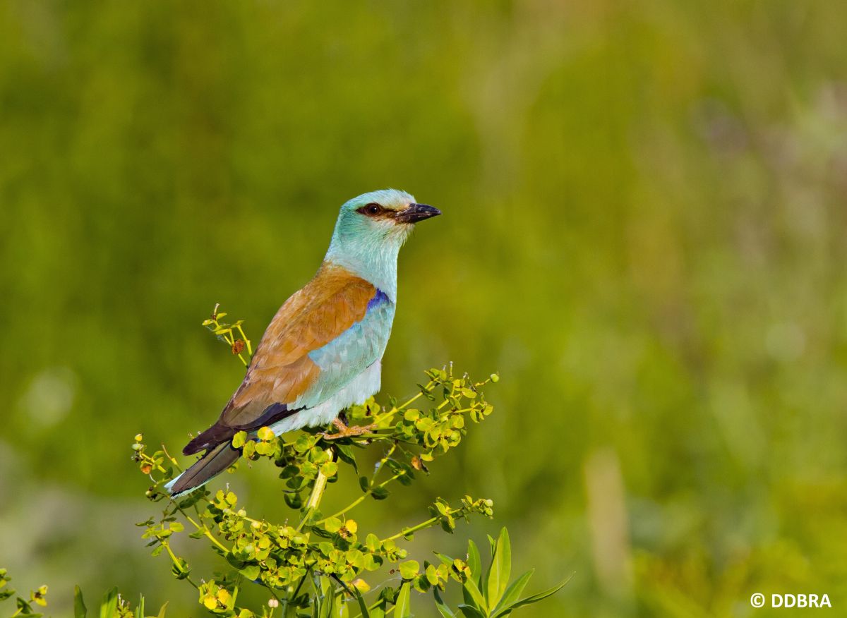 Nice picture of the European roller (Coracias garrulus) sitting on the branch