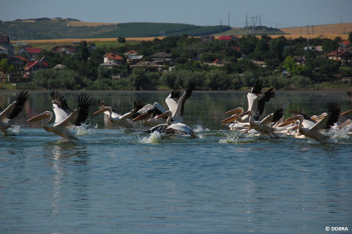 Picture of the Dalmatian Pelicans (Pelecanus crispus) on the lake