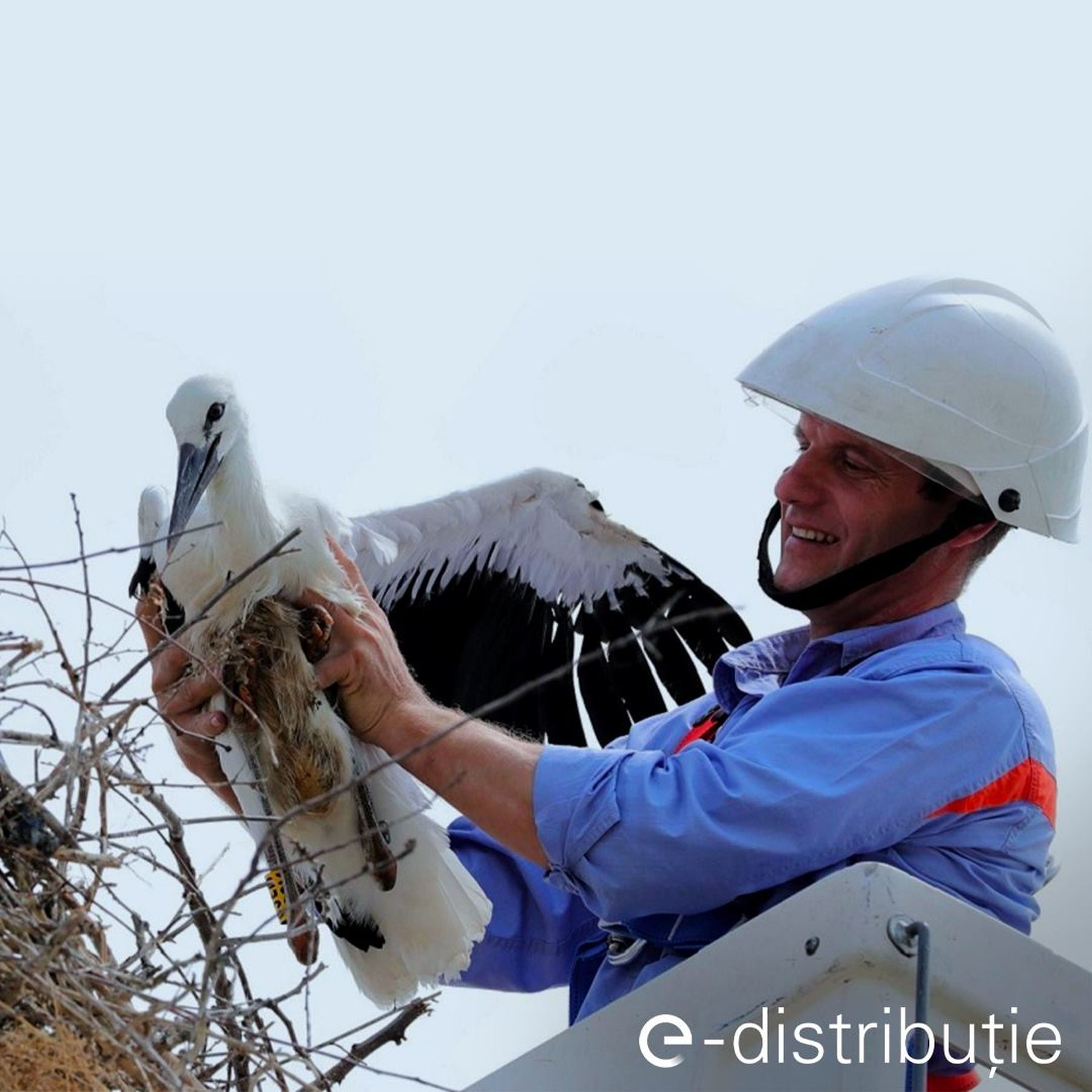 Man holding a stork above the nest on the utility pole