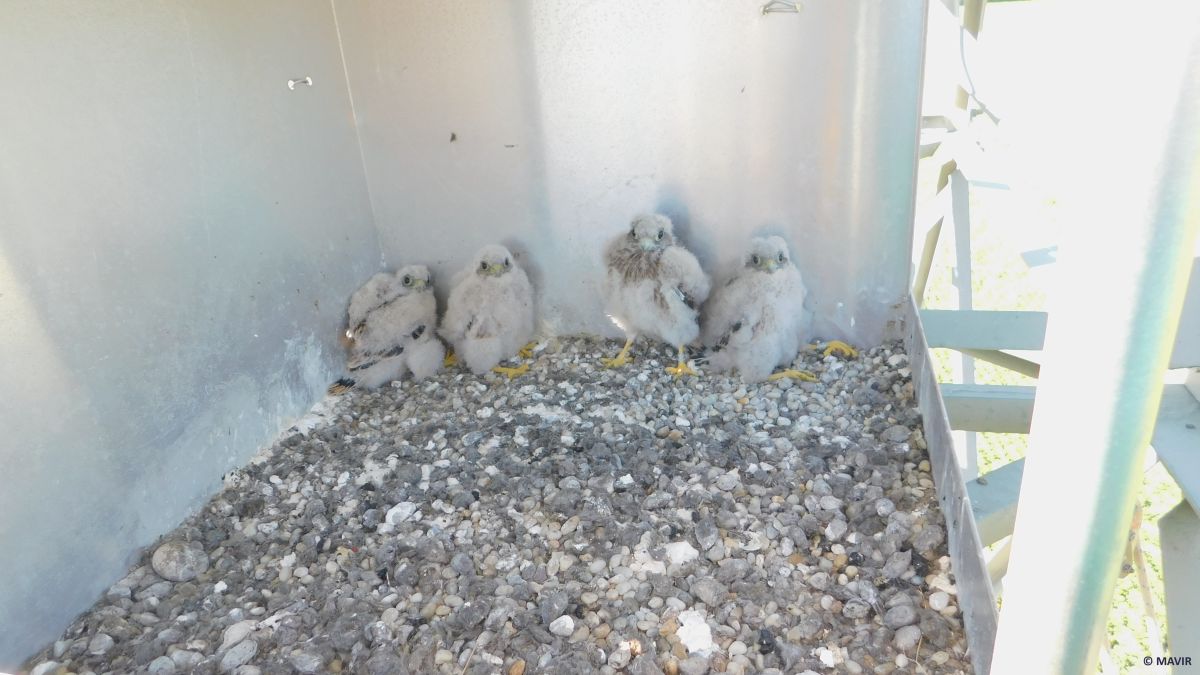 Juveniles in the aluminium nest box 