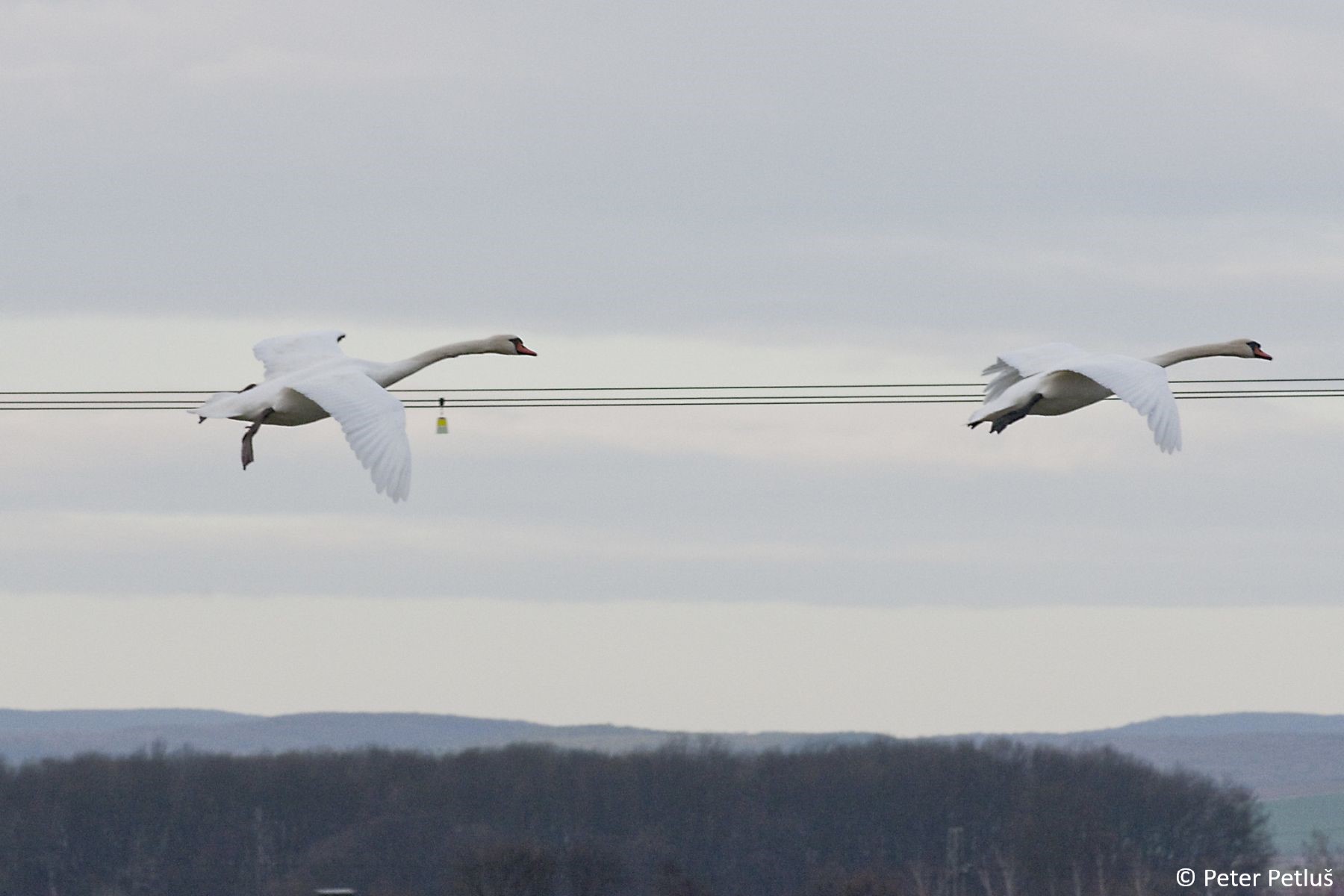 Flying pair of swans with the power lines with flight diverters in the background