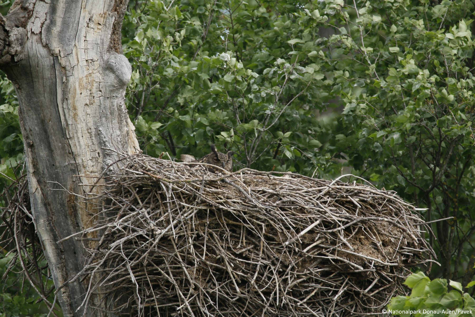 An owl in the nest