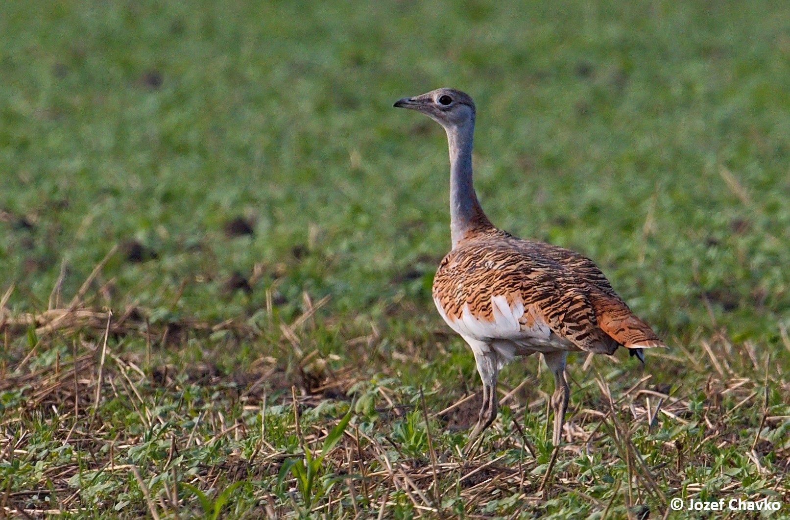 Picture of the Great Bustard Otis tarda standing on the grass