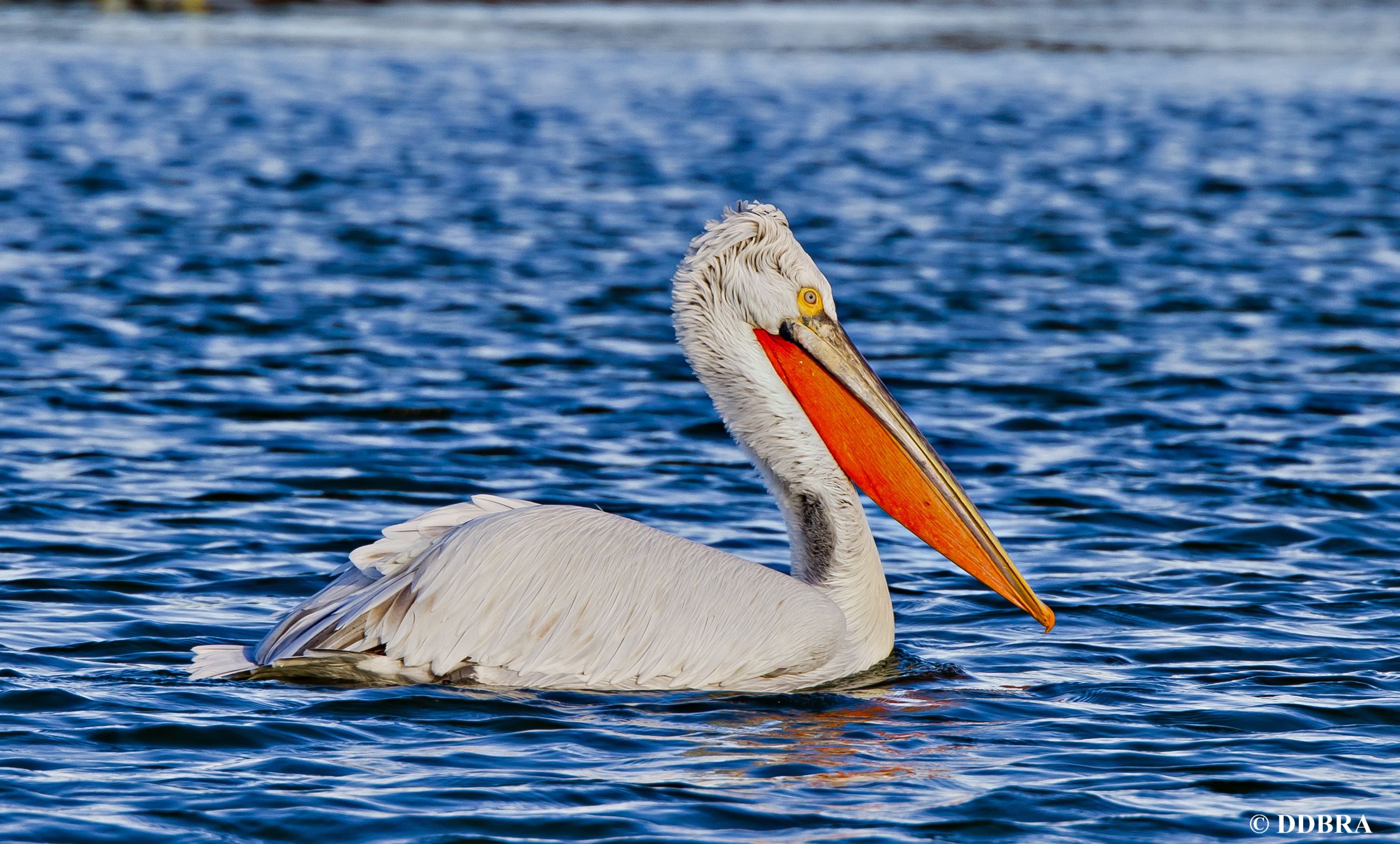 Picture of the Dalmatian pelican - Pelecanus crispus in the lake