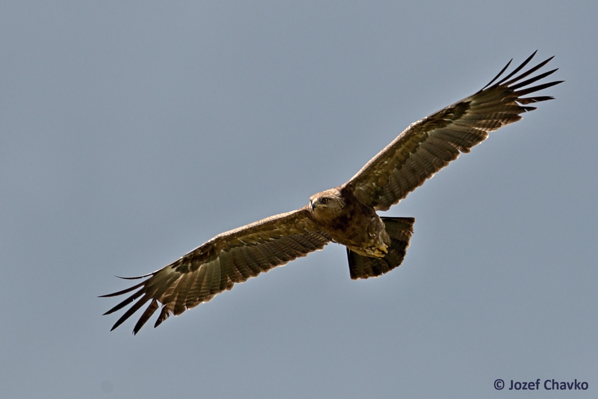 Image of The Lesser Spotted Eagle (Clanga pomarina) flying with the sky in the background