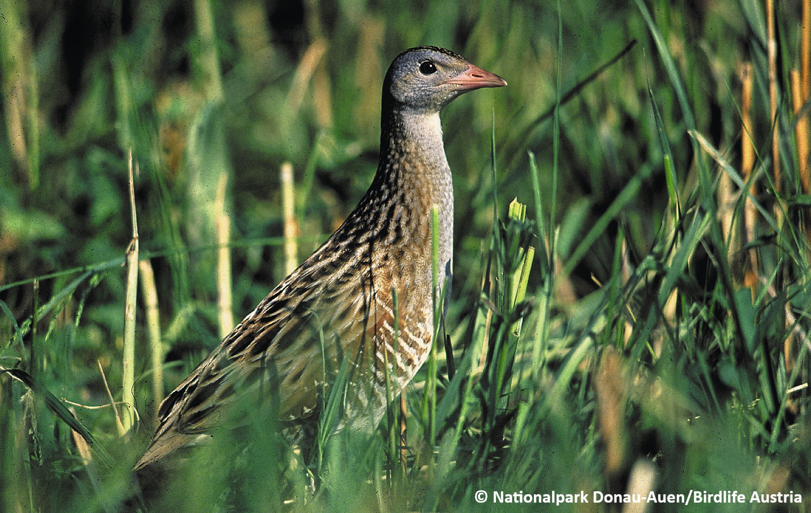 Picture of the Corn Crake - Crex crex sitting in the grass