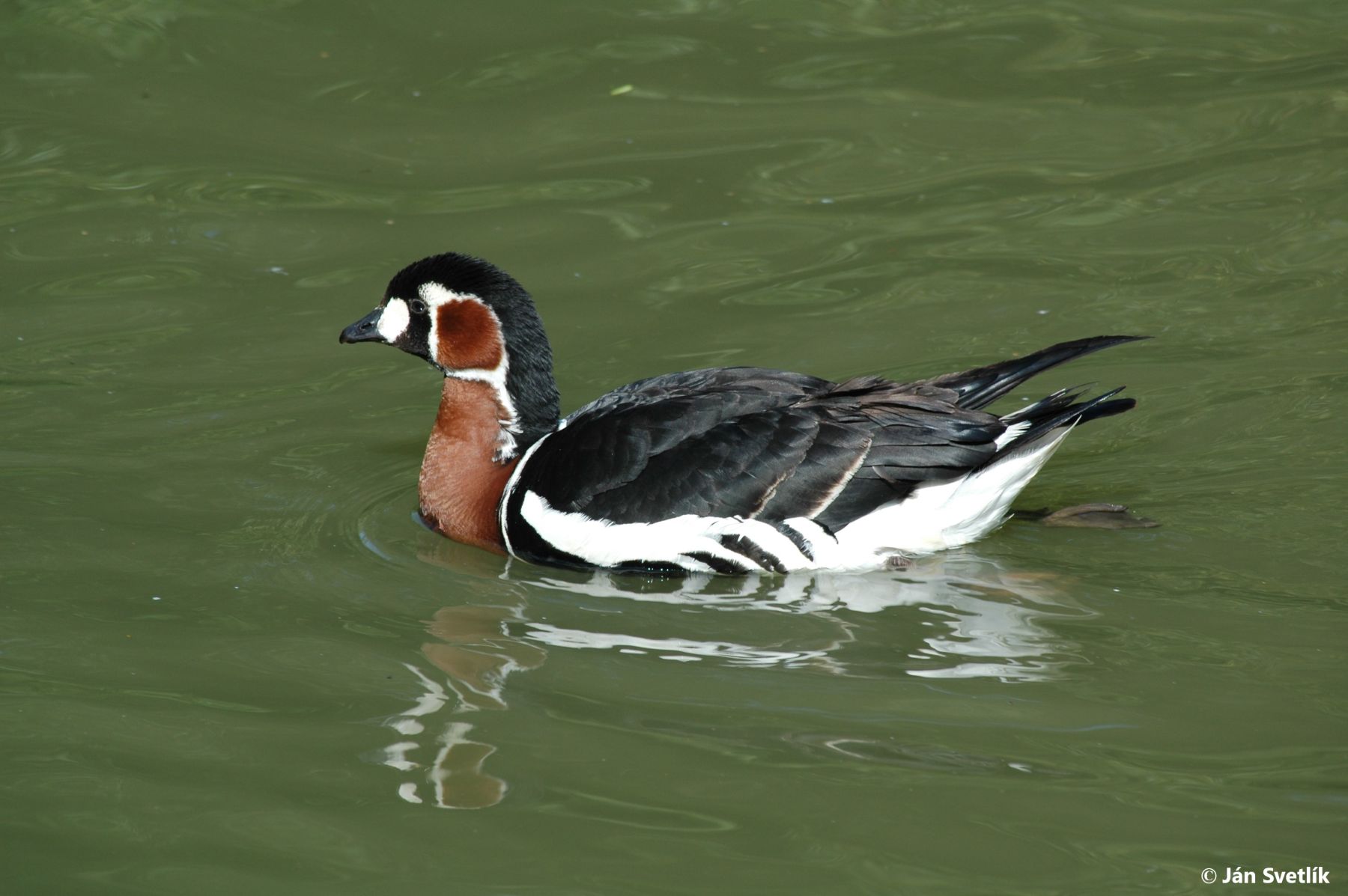 Picture of the swimming Red-breasted Goose - Branta ruficollis