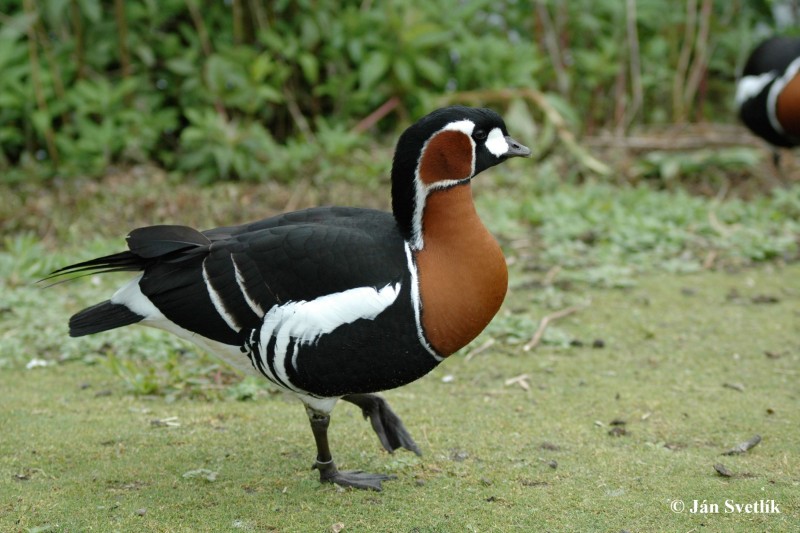 Image of The Red-breasted Goose (Branta ruficollis) standing on the ground