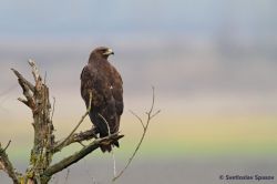 5-greater-spotted-eagle-svetoslav-spasov-zmensena